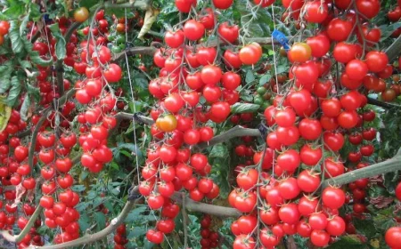 comment tailler le pied de tomate cerise plein de tomates