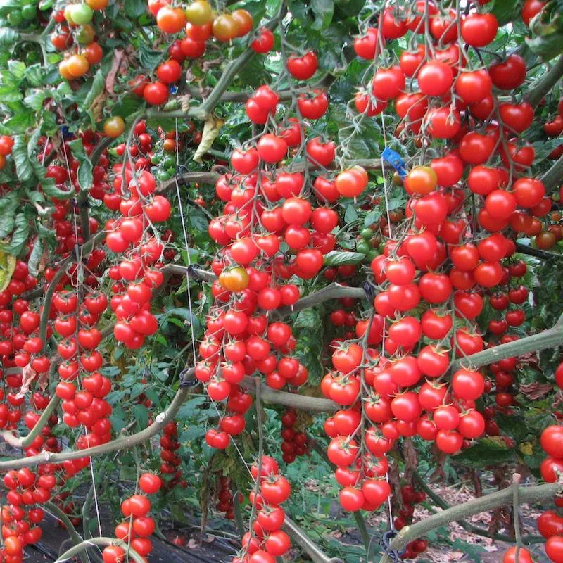 Comment tailler le pied de tomate cerise pour l’hiver ? Conseils simples des experts