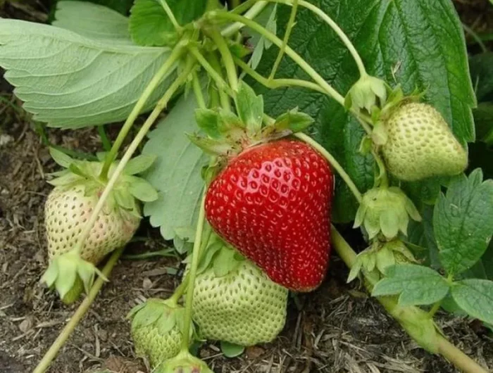comment tailler les fraisiers avant lhiver nouveaux buissons