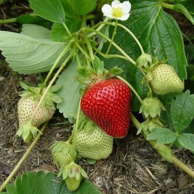 comment tailler les fraisiers avant lhiver nouveaux buissons
