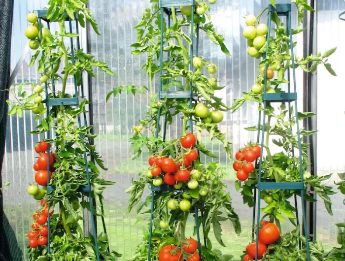comment tailler les tomates pour lhiver plant de tomates cerise muries en bas
