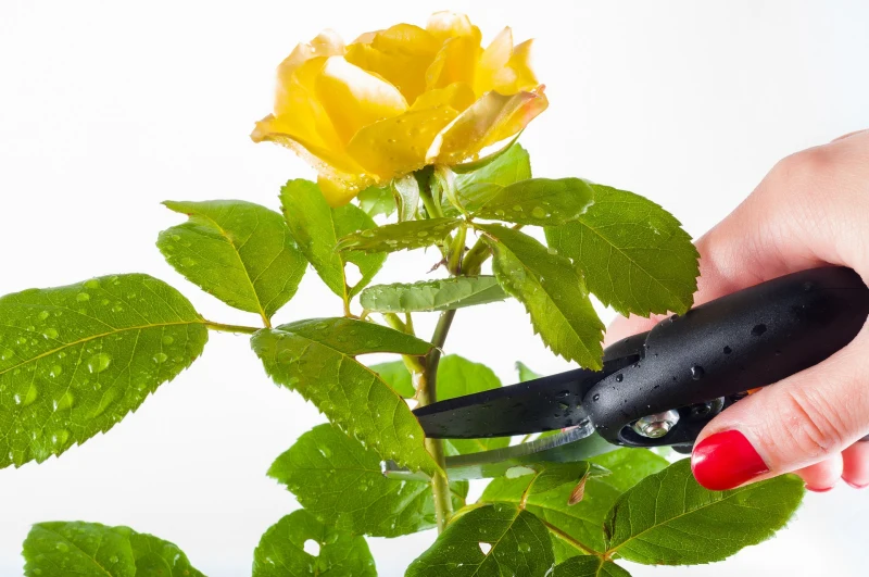 comment tailler un rosier en automne fleurs fanees tiges cassees