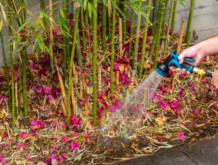 comment tuer les racines de bambous