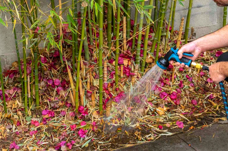 comment tuer les racines de bambous