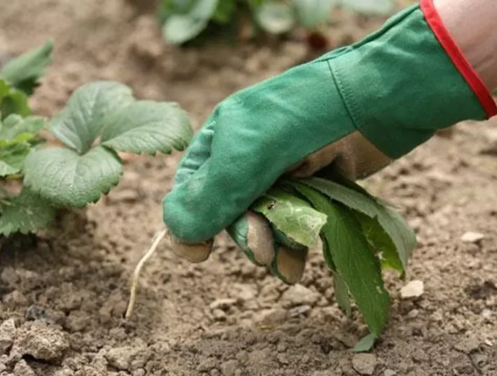 comment tuer les racines des mauvaises herbes blanches radicalement et écologiquement avant de semer main en gant vert tenant mauvaise herbes ala racine