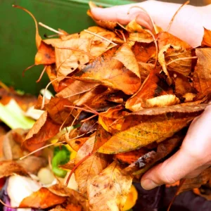 Comment utiliser les feuilles mortes comme engrais 100 % naturel et gratuit ? Plusieurs méthodes économiques, faciles et écolos !