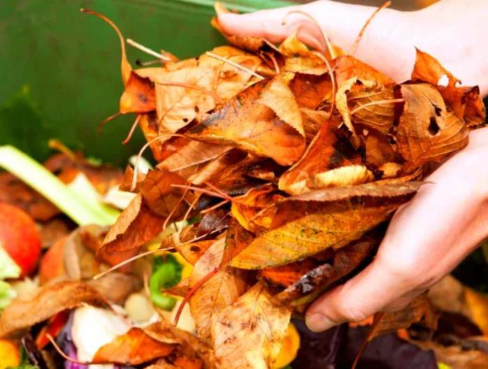 comment utiliser les feuilles mortes comme engrais naturel