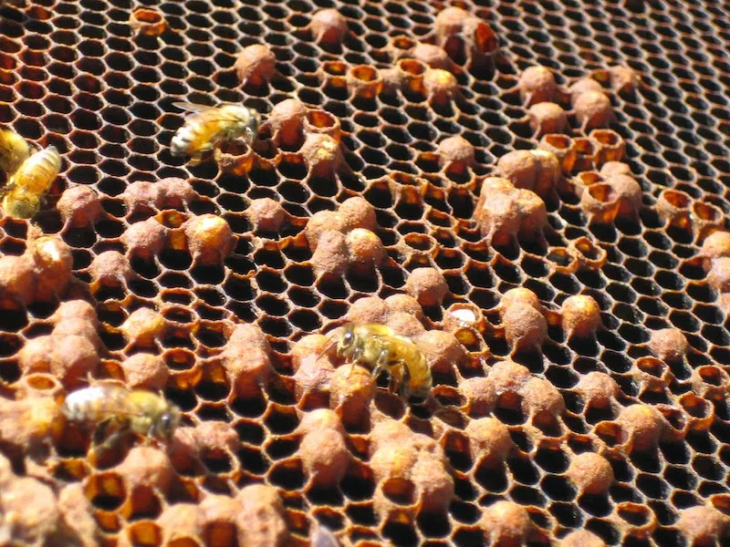 comment vivent les abeilles en hiver elles preferent les tartes noires