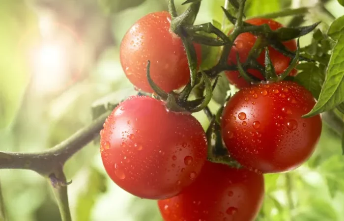 conseils et astuces pour conserver les tomates entieres