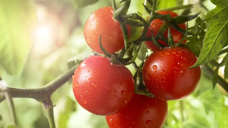 conseils et astuces pour conserver les tomates entieres