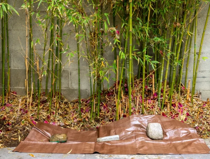 conseils pour eviter la propagtion des racines de bambous