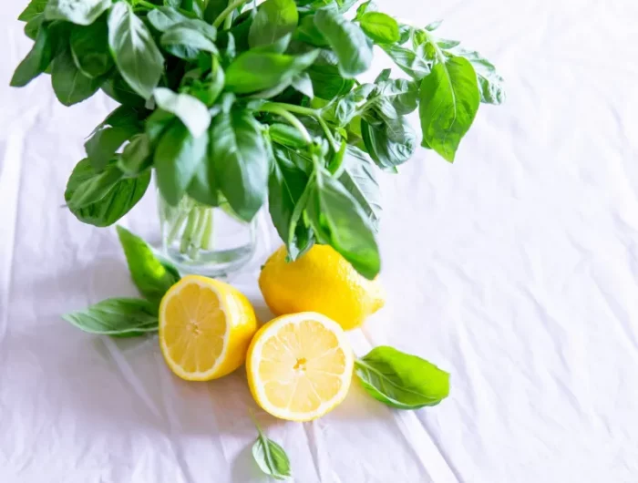 conservation herbes fraiches conserver le basilic dans une tasse d eau