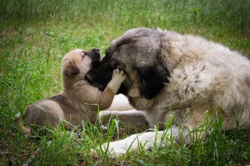 coup de nez chien veut dire quoi avant maman lese son petit dansune pelouse