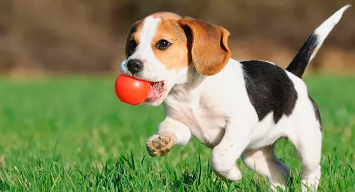 coup de nez chien veut dire quoi à la maison chien blanc joue au ballon surpeluse