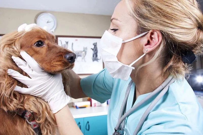 coup de nez chien veut dire quoi chez moi une veterinaire lexamine