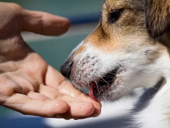 coup de nez chien veut dire quoi comment chien leche une main
