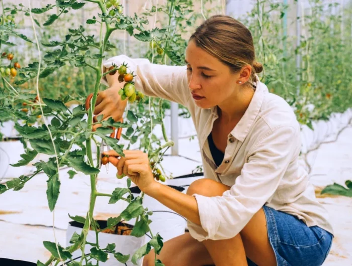 couper des tiges de tomates automne