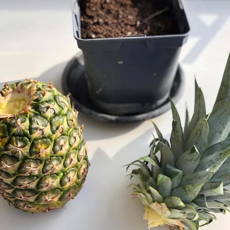 couper la couronne du fruit enlever les feuilles du bas et planter