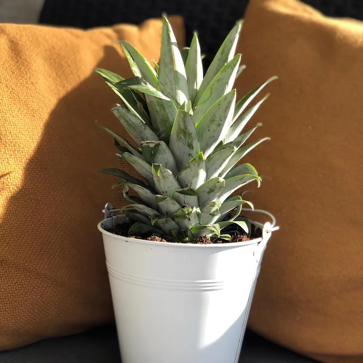 coussins moutarde et un petit pot blanc plante tropicale