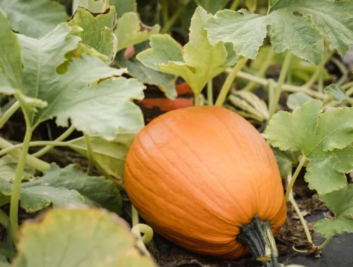 cueillette récolte des courges quand et comment conserver