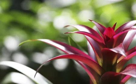 cultiver le bromelia en pot a l interieur ce qu il faut savoir