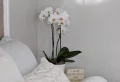 Nos conseils où mettre une orchidée dans la maison pour préserver sa beauté