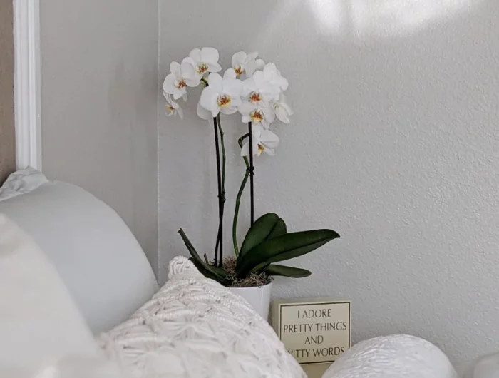 deco chambre blanche coussins decoratifs pot orchidee blanche