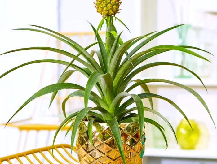 decoration ananas en pot doree maison