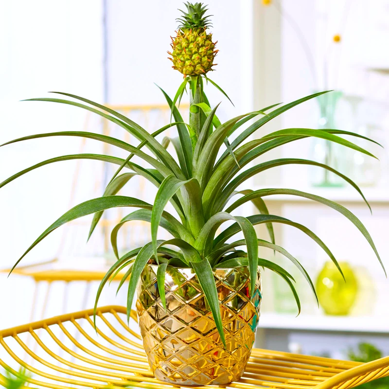 decoration ananas en pot doree maison