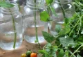 Bouturer des tomates à l’automne : Pourquoi, quand et comment ? Voici la réponse détaillée