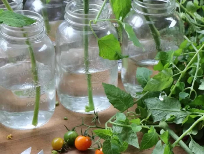 demarrer les boutures de tomates dans l eau c est possible