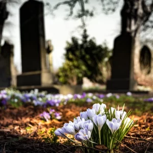 Quelles sont ces fleurs pour cimetière qui ne gèlent pas pour continuer à honnorer ce lieu spécial même en hiver ?