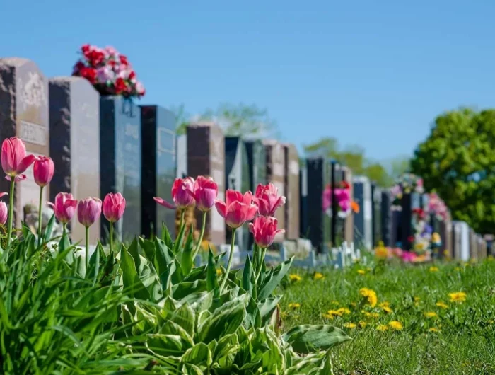 des tulipes roses devant une cimetiere