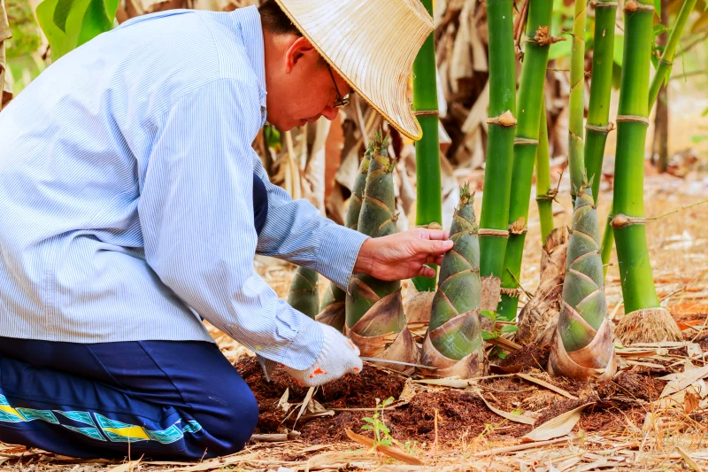 detruire les racines de bambou naturellement