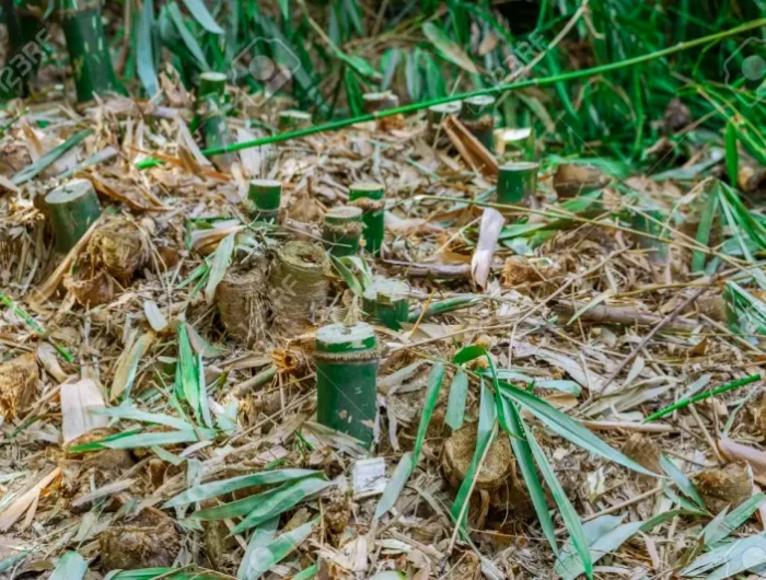 detruire les racines de bambous naturellement