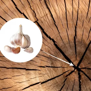 Guide simple et efficace comment détruire une souche d'arbre avec de l'ail