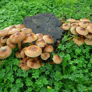 Des champignons pour détruire une souche d'arbre sans produit chimique et gratuitement : astuces des bricoleurs expérimentés.