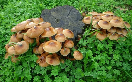 détruire une souche de pin sans produit chimique et gratuitement astuces des bricoleurs expérimentés en bonus des champignons pour la famille champignon autour dune souche sur gazon