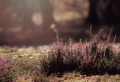 C’est quoi la terre de bruyère et comment l’utiliser dans le jardin