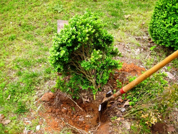 enlever les racines d arbuste pelle jardin
