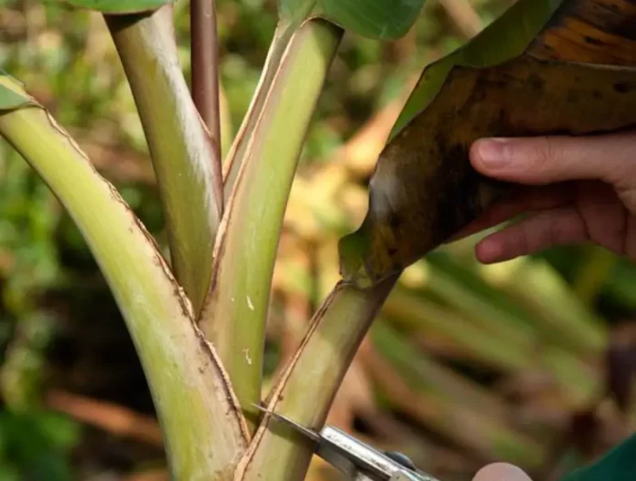 entretien bananier couper feuilles du bananier pour l hiver