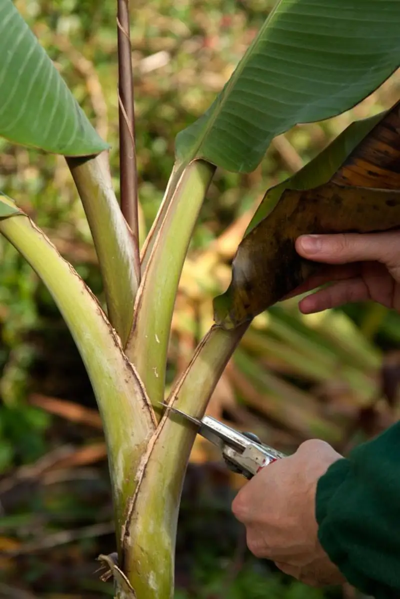 entretien bananier couper feuilles du bananier pour l hiver