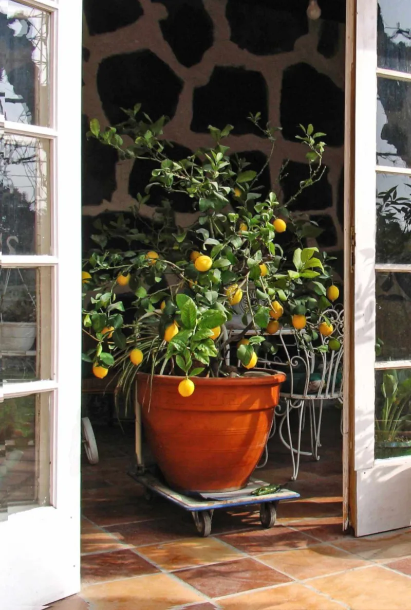 entretien citronnier en pot en intérieur pour protéger des gelées