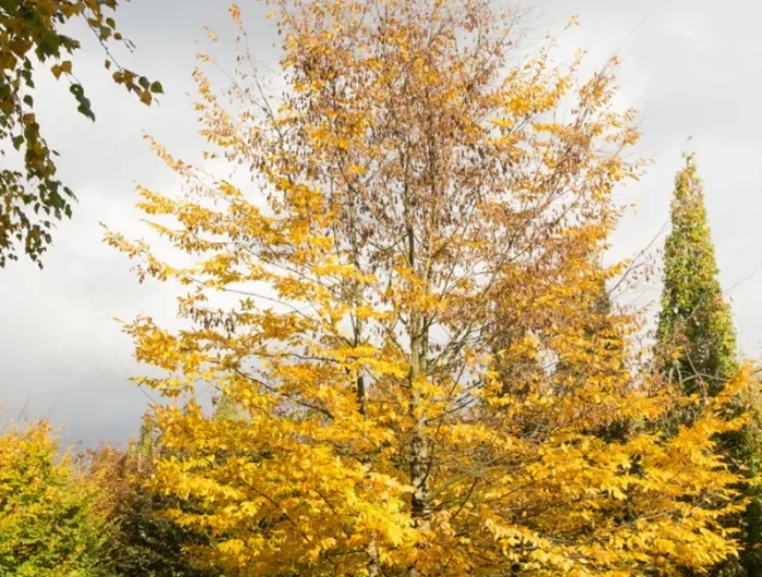 exemple d arbre décoratif extérieur le charme couleur jaune d automne