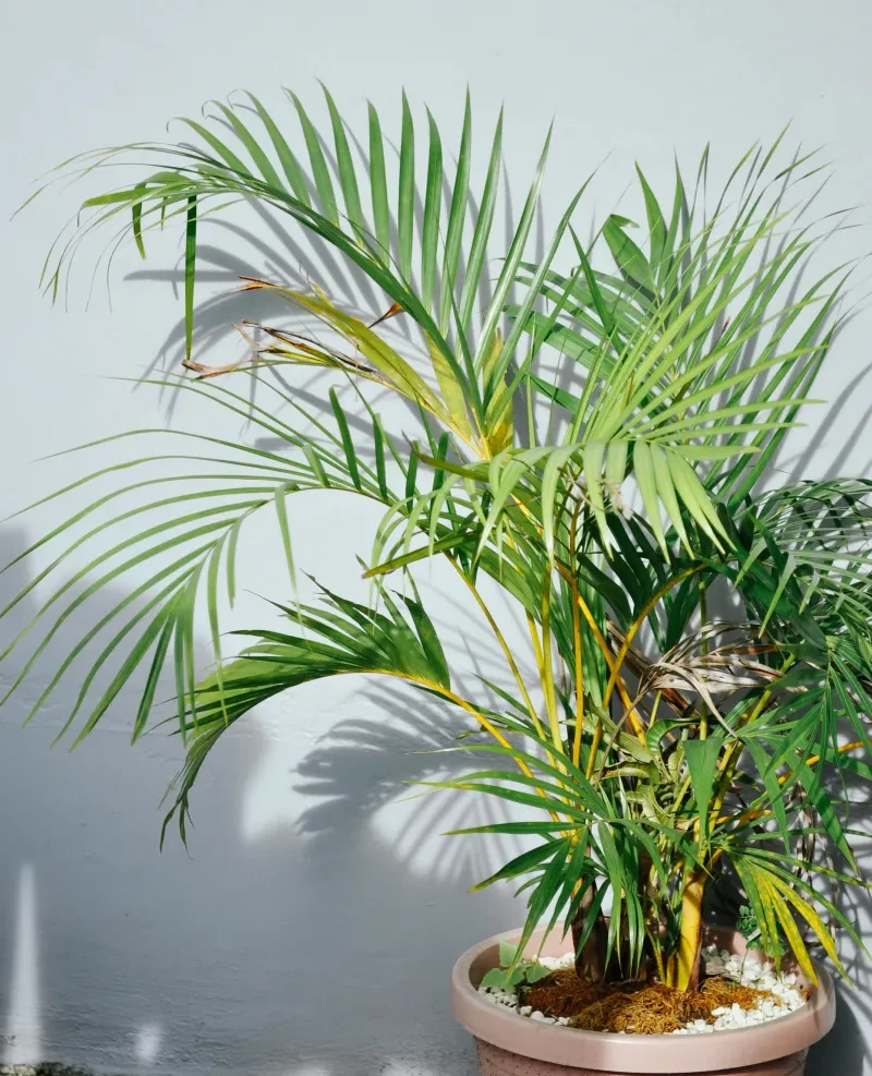 exemple hivernage plante quelle plantes rentrer à l intérieur palmier en pot