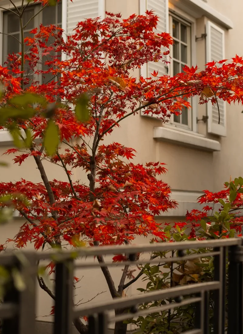 érable du japon meilleur arbre pour petit jardin feuillage rouge éclatant