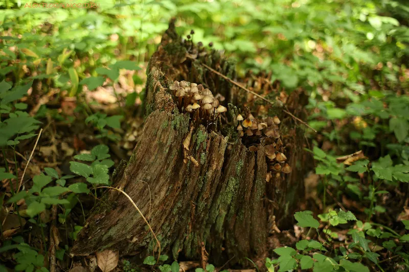 faire pourrir une souche d'arbre rapidement souche de pin envahie par des champignons