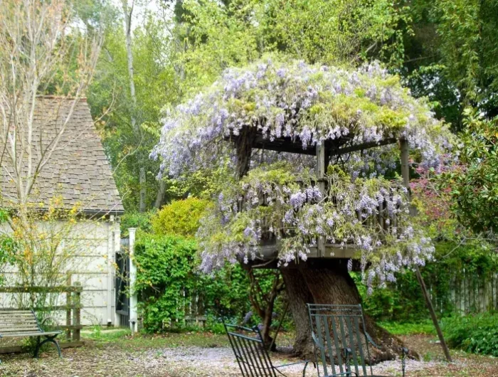 faire un tour de fleur de glycinthe sur un tronc d arbre