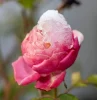 faut il protéger les roses du gel d hiver guide pratique hiverner ses rosiers