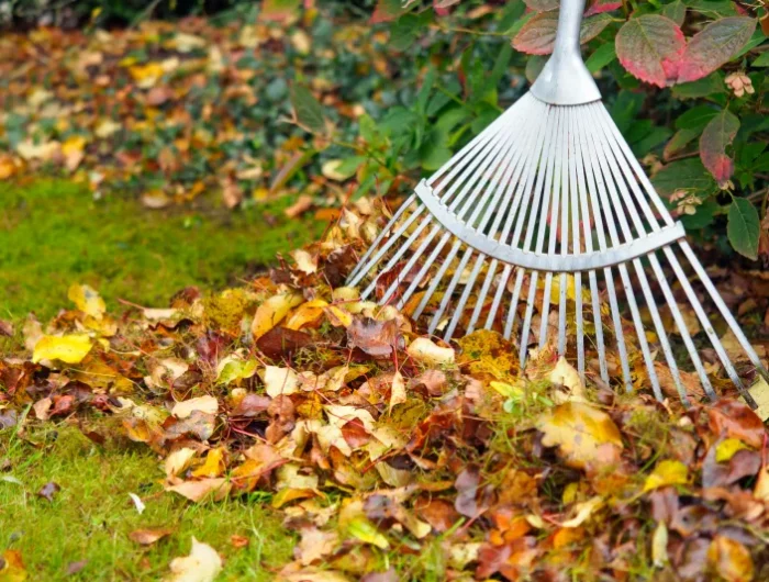 faut il ramasser les feuilles mortes ou les laisser sur place idées